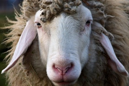 "Вони були втомлені та розпорошені, наче вівці, які не мають пастуха" - коментар Євангелія дня