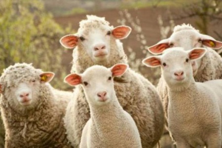 "Вівці слухаються його голосу" - коментар Євангелія дня