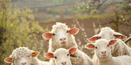 "Маємо бути покірними вівцями, а не бездушним стадом, яке ведуть на забій!" - Віталій Козак