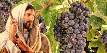 "Я є правдива виноградна лоза, а ви гілки", - коментар Євангелія дня
