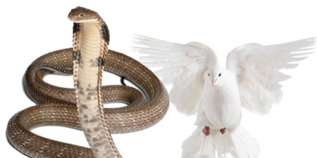Що означає бути мудрими, як змії і невинними, як голуби? - коментар Євангелія дня