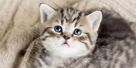 КАТЫЫЫЫЫЫ!!!!!!!